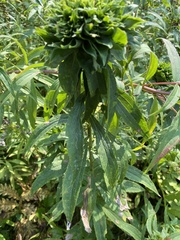 Rhopalomyia capitata