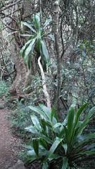 Dracaena aletriformis