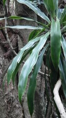 Dracaena aletriformis