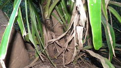 Dracaena aletriformis