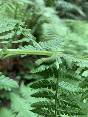 Euplexia