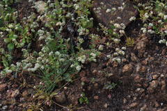 Adenogramma glomerata