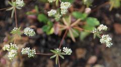 Adenogramma glomerata