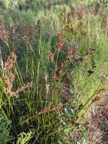 Bog rush (Juncus biflorus)