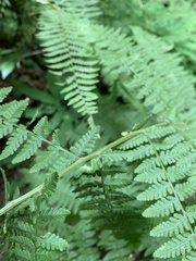 Euplexia