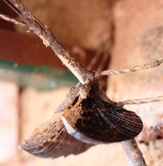Bactrododema haworthii