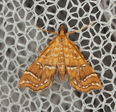 Musotima ochropteralis