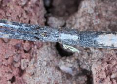 Bactrododema haworthii