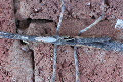 Bactrododema haworthii