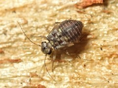 Nimbopsocus australis