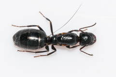 Camponotus werthi