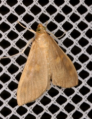Rehimena surusalis