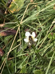 Syrphus opinator