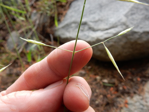 orcutt's brome (Bromus orcuttianus)