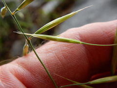 Bromus orcuttianus