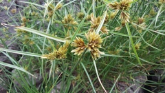 Cyperus polystachyos polystachyos