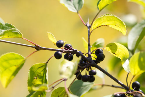Rhamnus cathartica