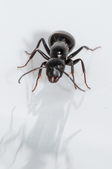 Camponotus werthi