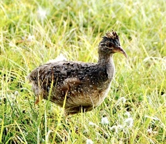 Nothoprocta pentlandii