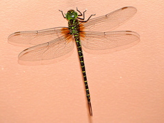 Coryphaeschna ingens