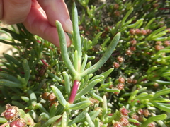 Ruschia klipbergensis