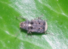 Dissoleucas niveirostris