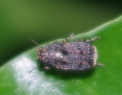 Dissoleucas niveirostris