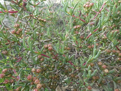 Ruschia klipbergensis