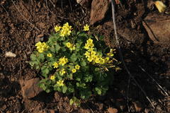 Oxalis compressa compressa