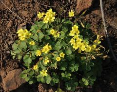 Oxalis compressa compressa