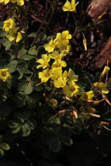 Oxalis compressa compressa