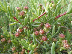 Ruschia klipbergensis