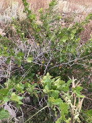 Physocarpus monogynus