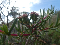 Ruschia klipbergensis