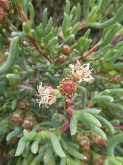 Ruschia klipbergensis