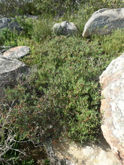 Ruschia klipbergensis