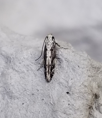 Coleotechnites florae