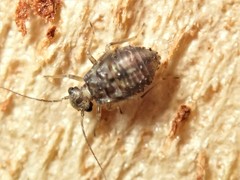 Nimbopsocus australis