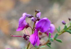 Indigofera denudata