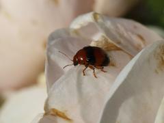 Rhembastus variabilis