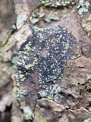 Lecidea nylanderi