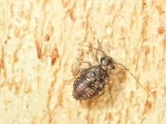 Nimbopsocus australis