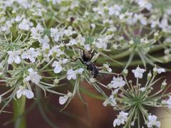 Camponotus cinctellus