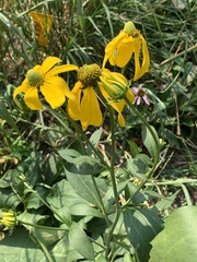 Rudbeckia
