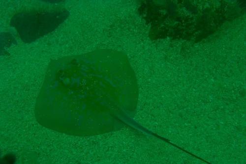 Dasyatis chrysonota