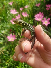 Rainbow Whiptail photo 3