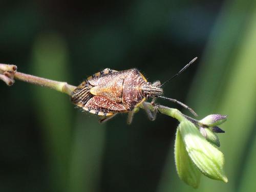 Sunflower Seed Bug