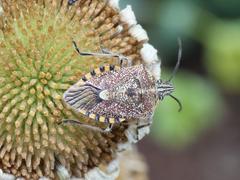 Agonoscelis versicoloratus