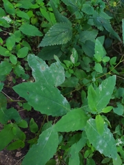 Podosphaera balsaminae