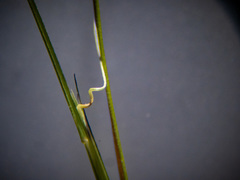 Aristida dichotoma